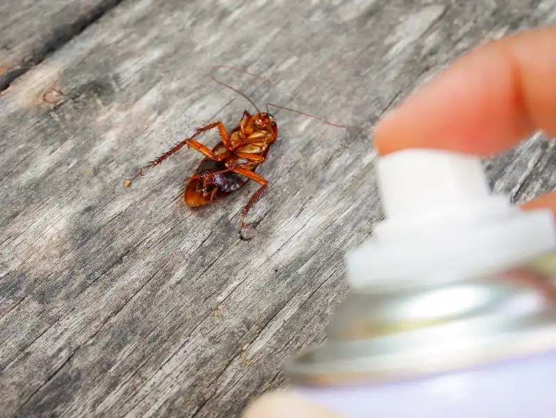 11 Ways To Get Rid Of Roaches In Your Home Thejit