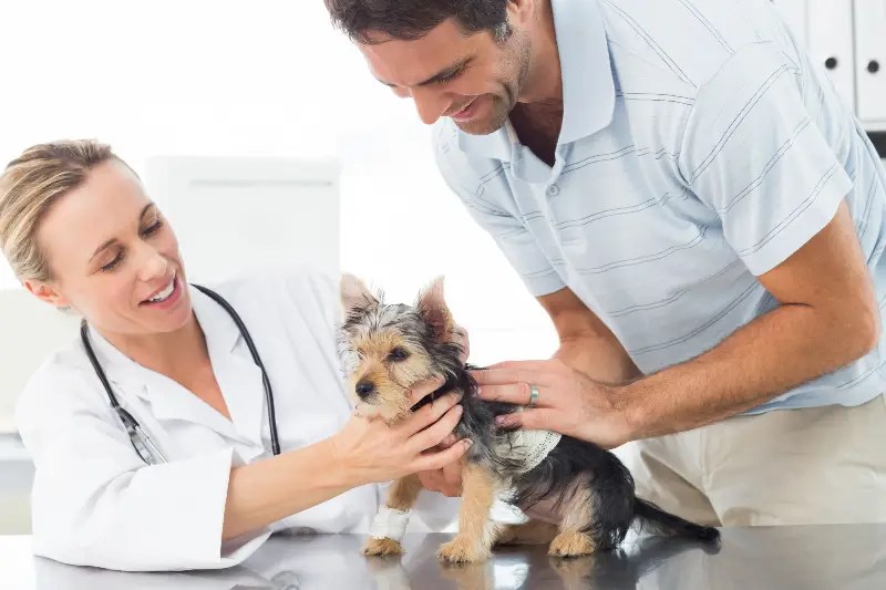 8 Ways to Prevent Parvovirus in Dogs Thejit