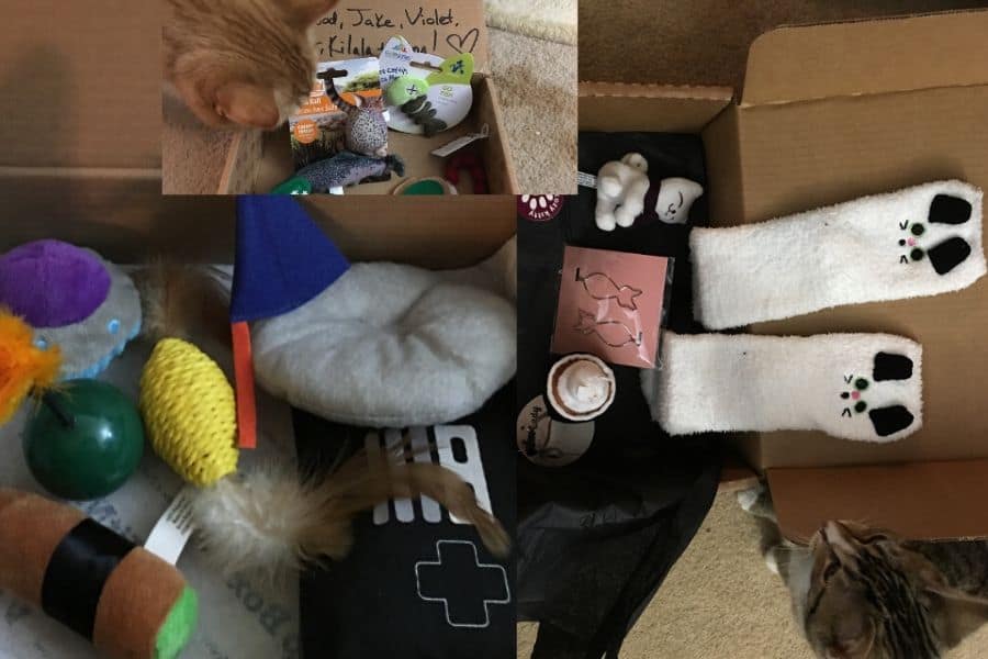 Monthly Cat Subscription Boxes This is what to expect