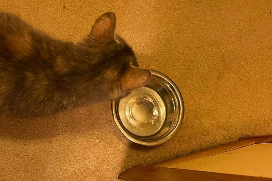 How Often To Change Cat Water