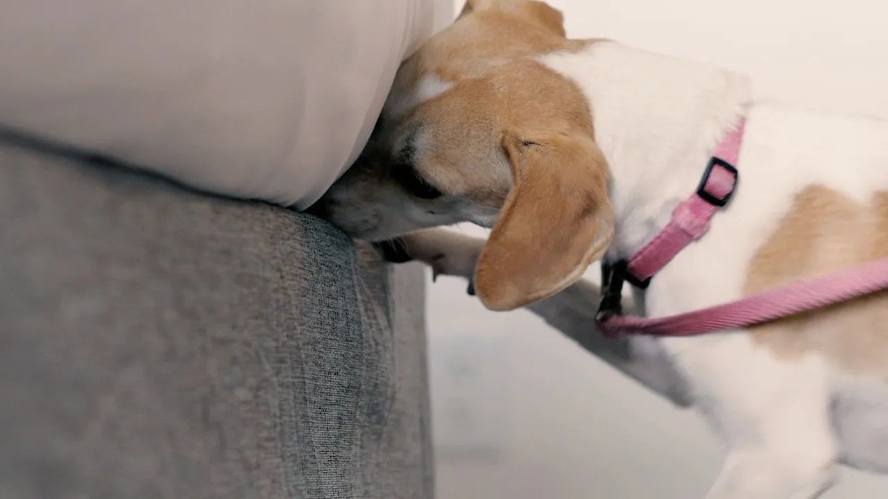 K9 P.I. Inc. Bed Bug Scent Detection