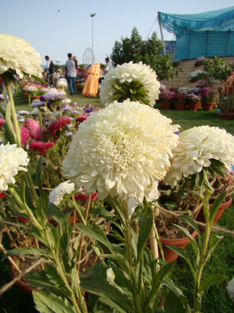  Karachi Notebook 59th Pakistan Flower ShowThe Karachi Walla