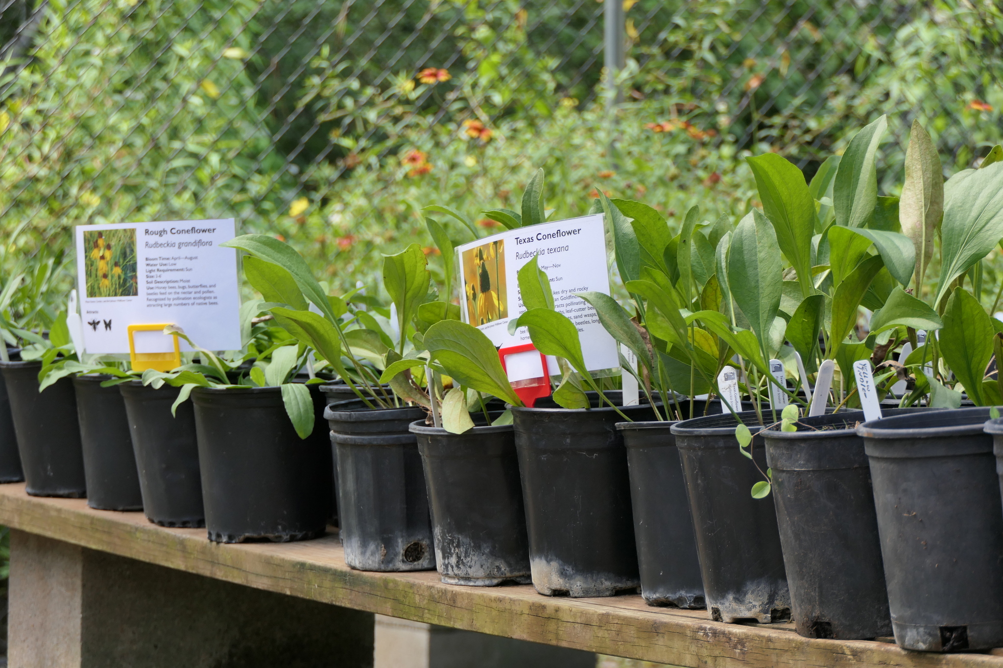 Houston Arboretum hosts Fall Plant Sale Friday & Saturday, Oct. 2930