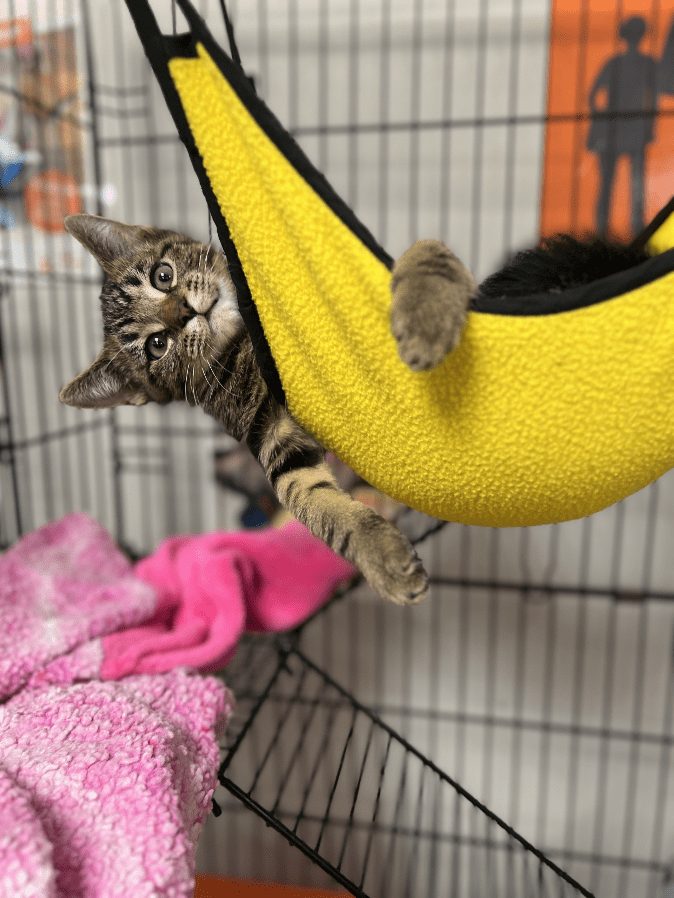 Best Friends is looking for four Foster homes for six kittens The