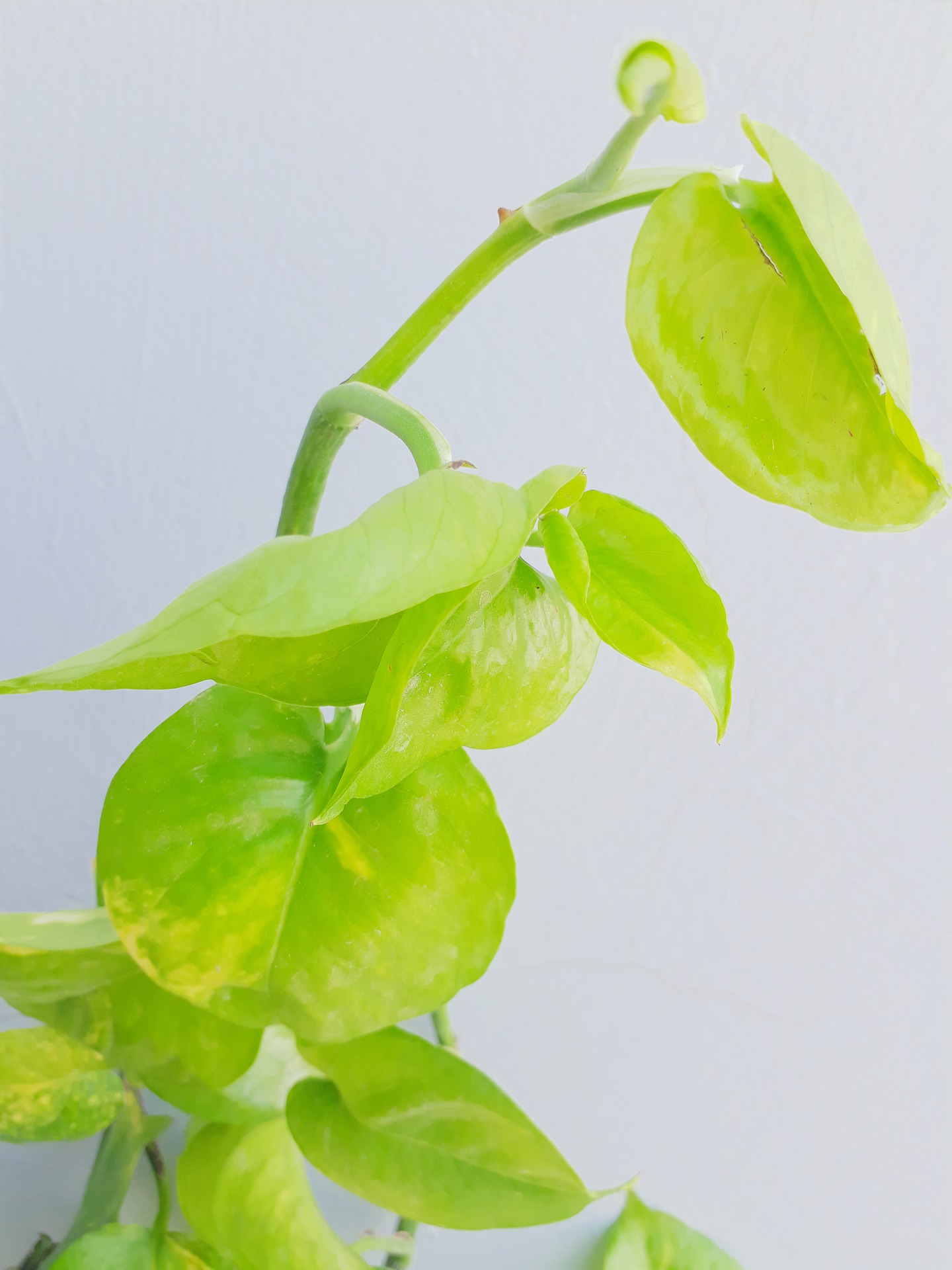 Pothos Plant Meaning Good Luck, Prosperity, and Harmony The KauSee