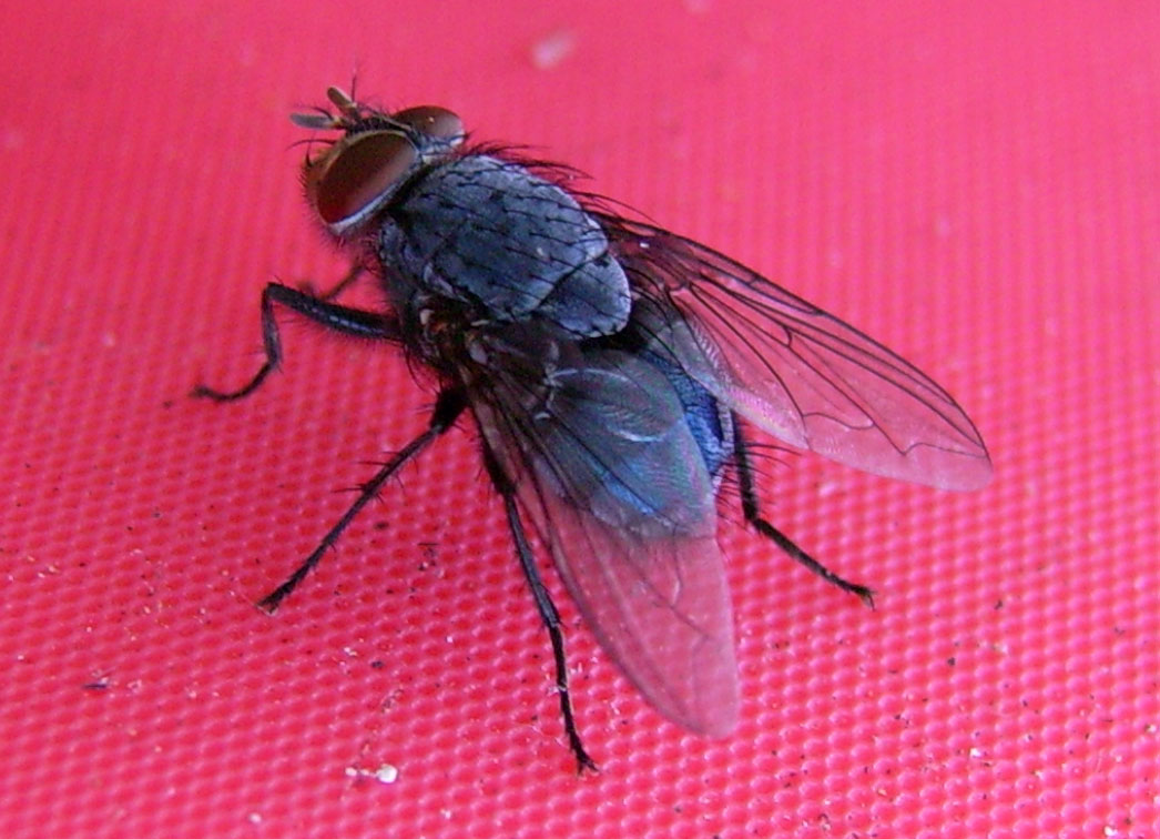 Natural Fly Repellent The Kebun