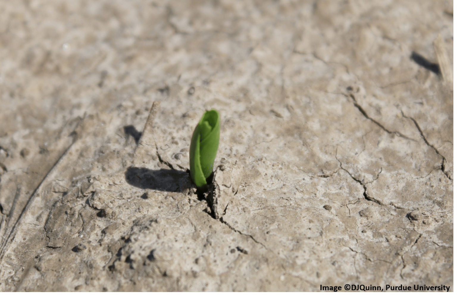Corn Growth Stages VE to V3…What’s Going On? The Kernel