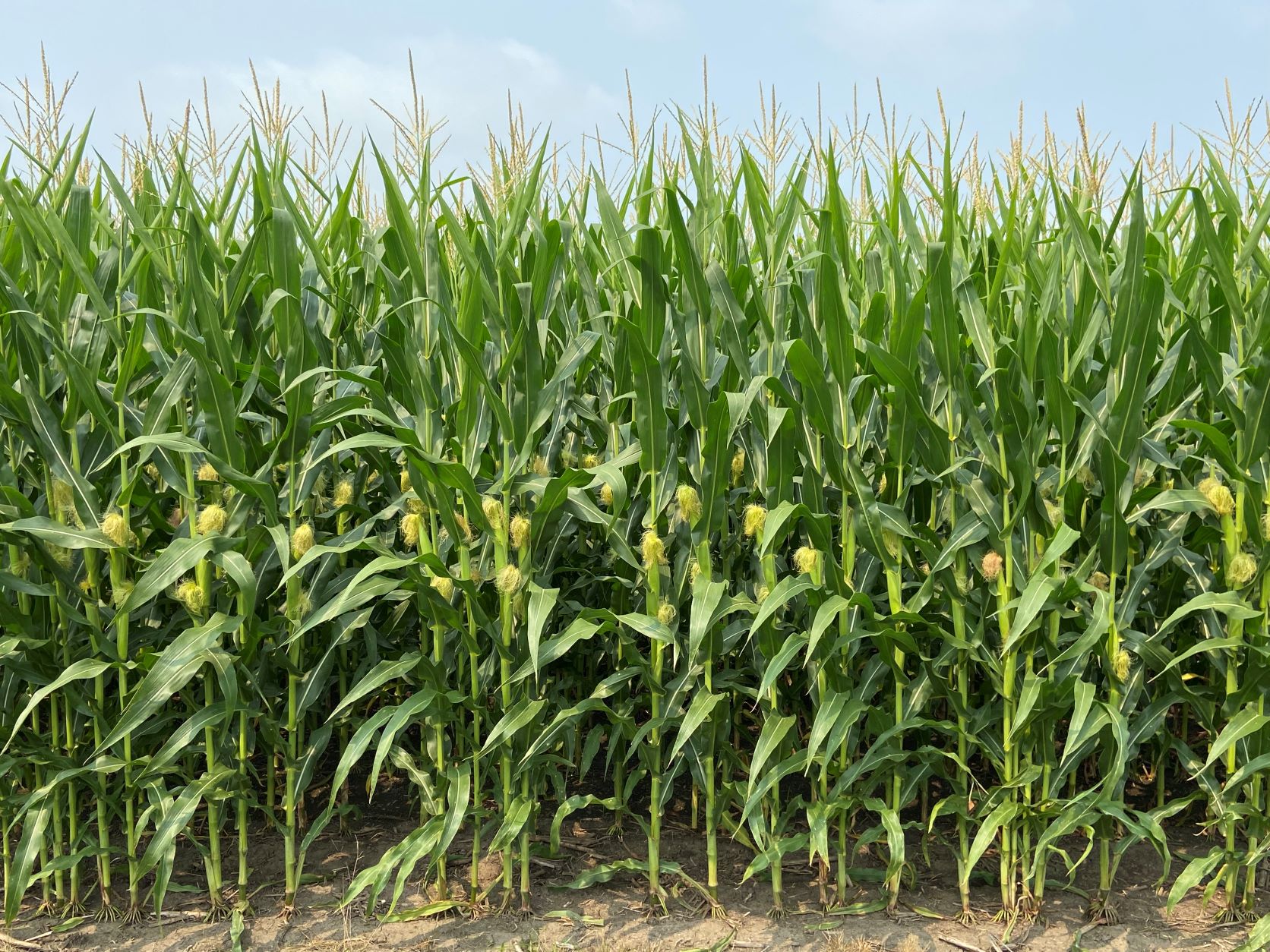 USDA Crop Report Predicts State Record Corn Yield for Indiana The Kernel