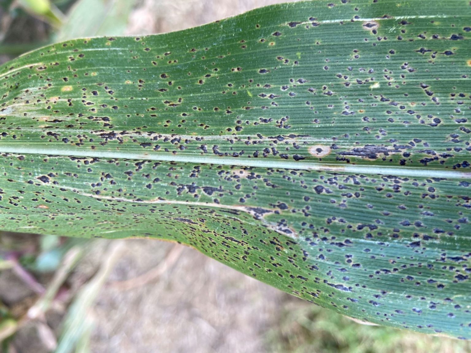 Tar Spot of Corn What to Know and New Research The Kernel