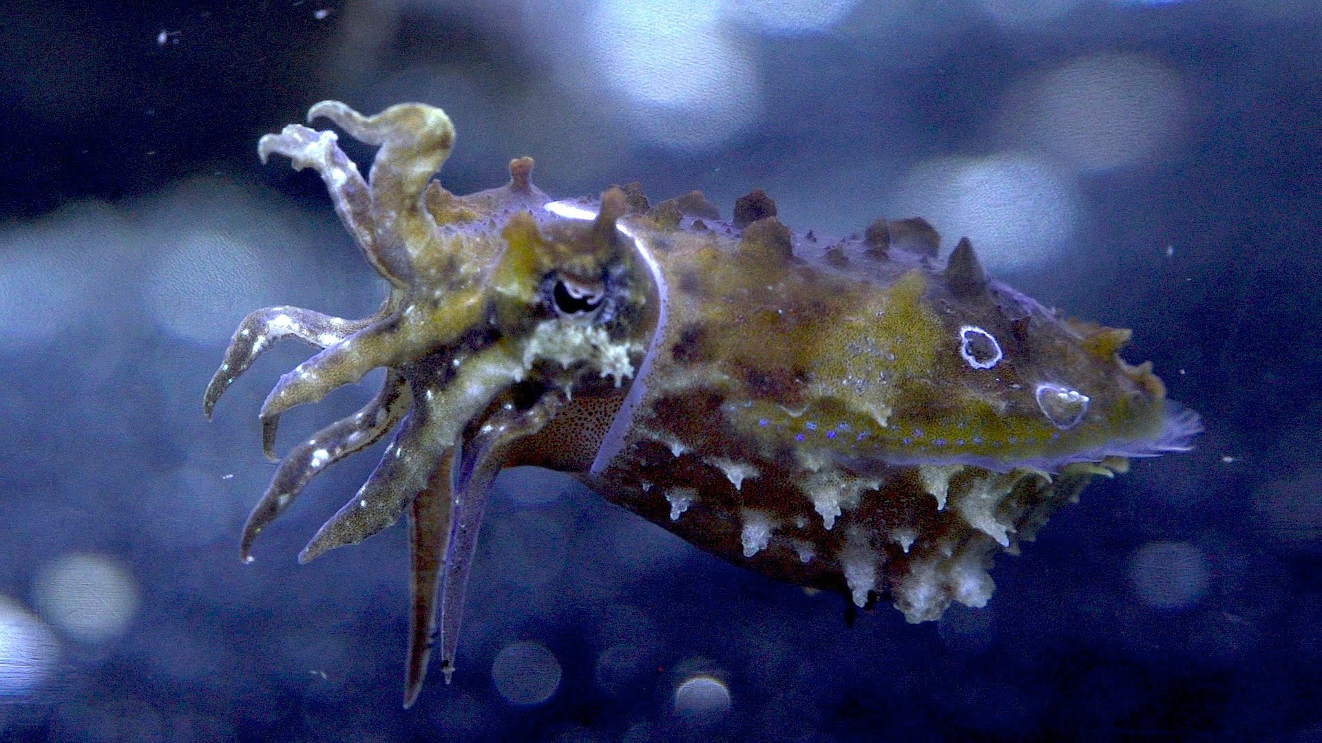Caring for Cuttlefish at Monterey Bay Aquarium The Kid Should See This