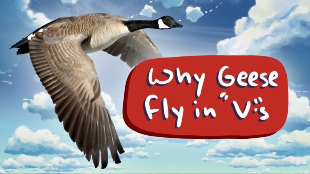 Why do geese fly in V formation? The Kid Should See This