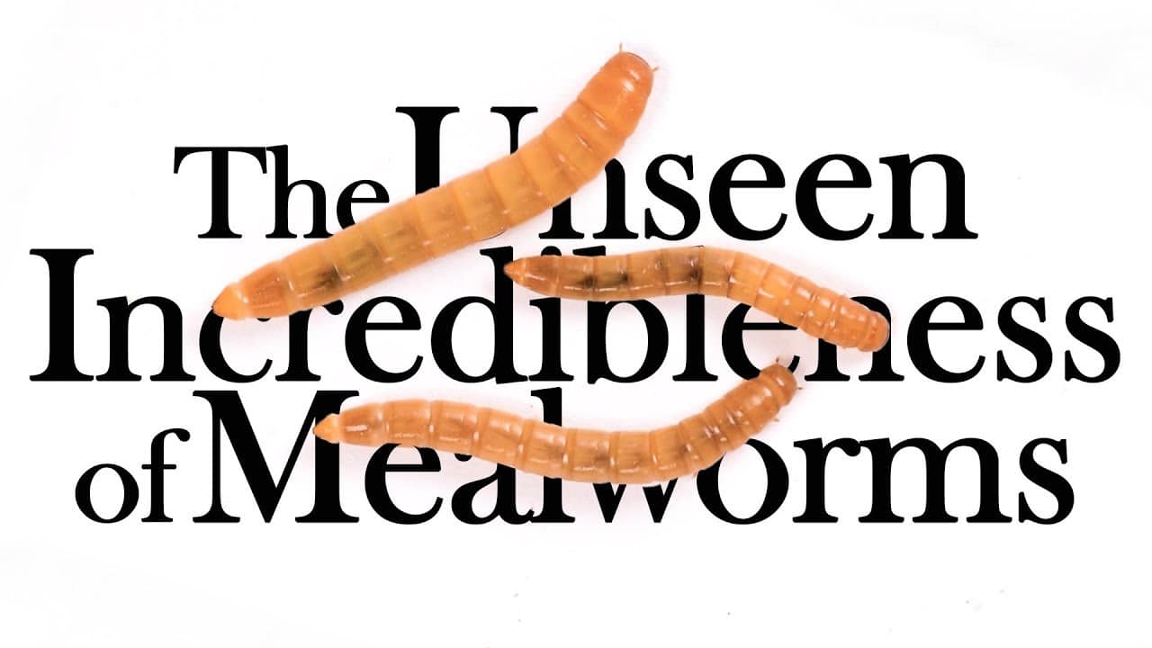 The Unseen Incredibleness of Mealworms The Kid Should See This