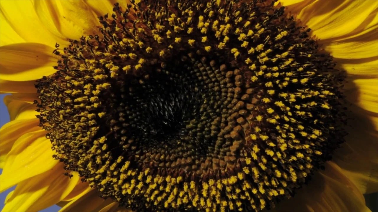 Sunflower timelapse The Kid Should See This