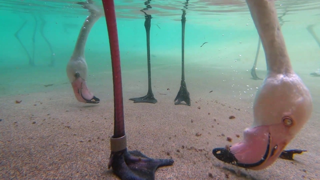 Flamingos feed underwater and upside down The Kid Should See This