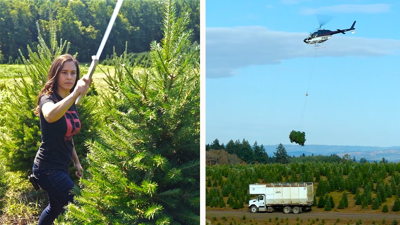 How are Christmas trees harvested? The Kid Should See This