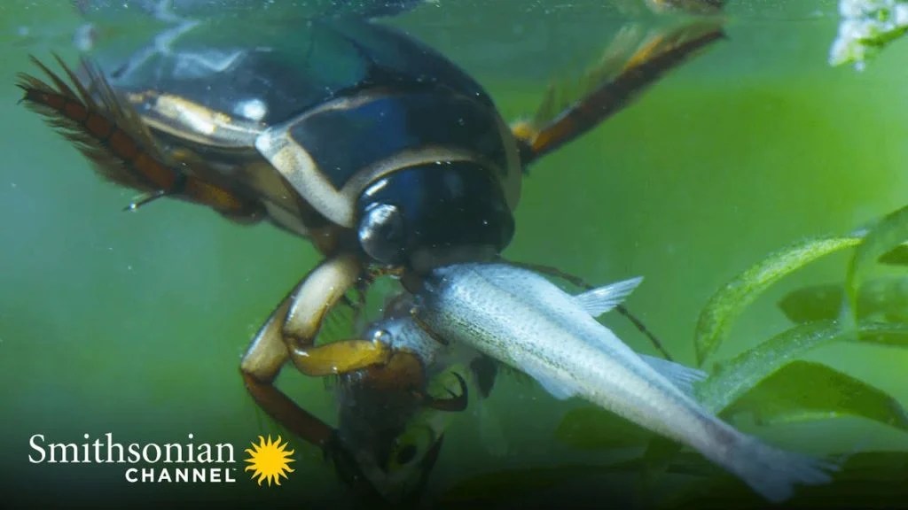 How does the Great Diving Beetle hunt underwater? The Kid Should See This