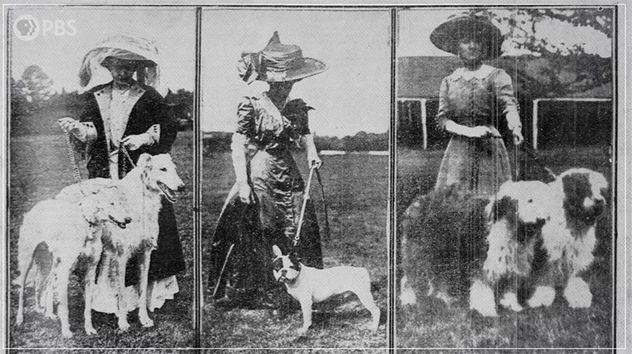 Wolf to Dog Evolution How Dogs (Eventually) Became Our Best Friends