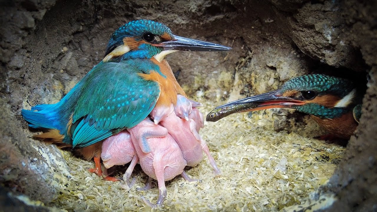 Inside a Kingfisher Nest The Kid Should See This