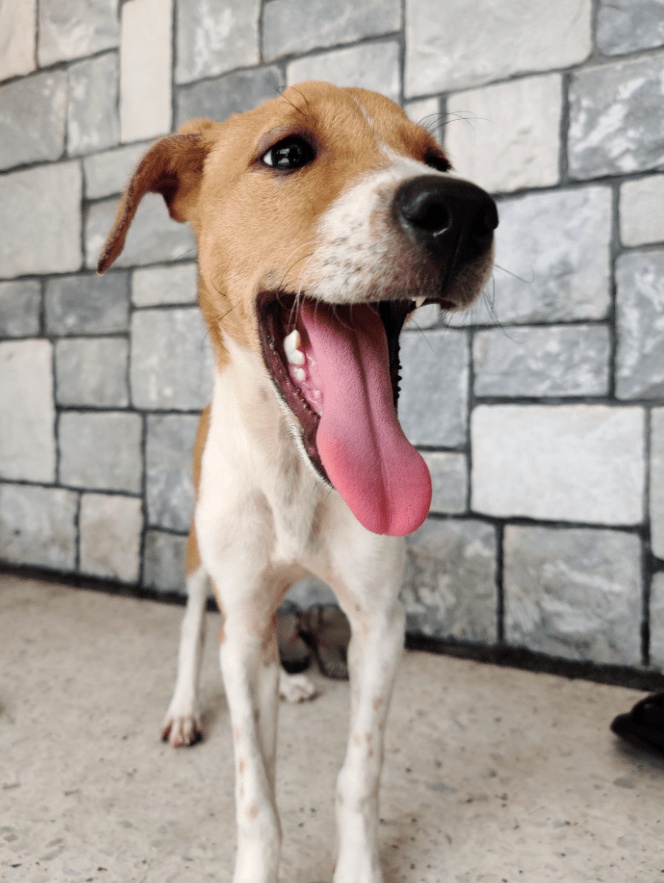 Pet Adoption Malaysia Places To Adopt Pets In Malaysia The Kind Helper