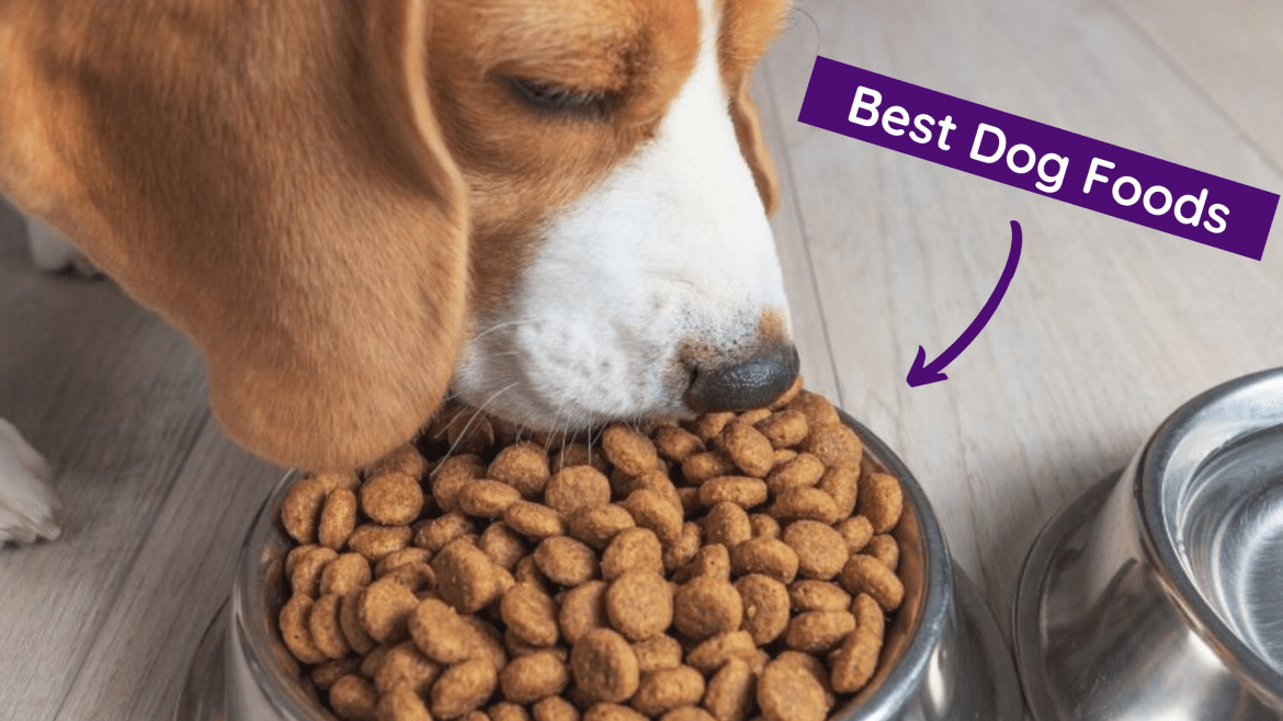 Top 11 Dog Food Brands In Malaysia You Must Get For Your Fur Babies