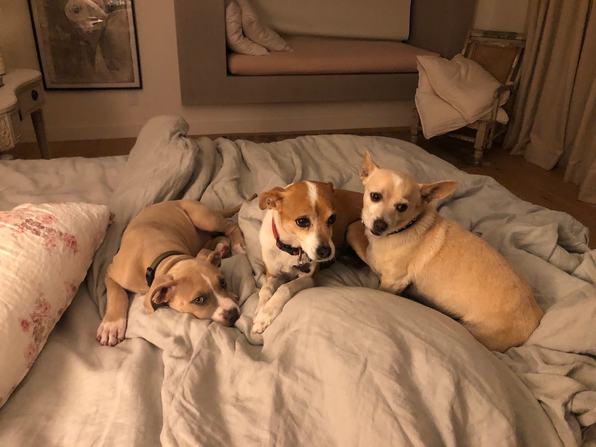 Can Dogs Survive On A Vegan Diet