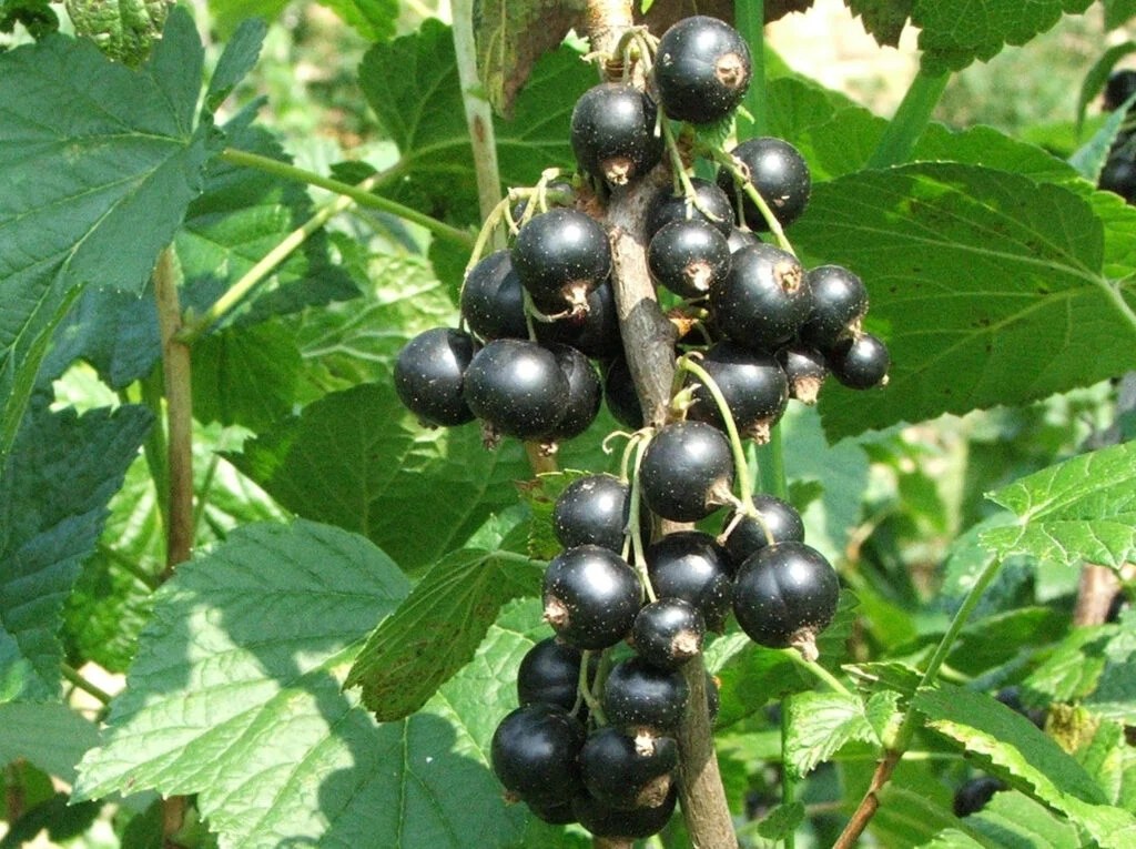 What Do Black Currants Taste Like? The Kitchen Community