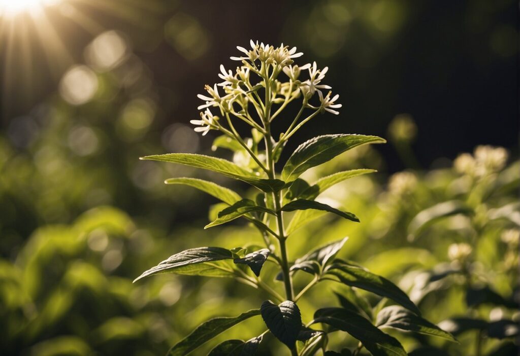 Anise vs Licorice The Kitchen Community