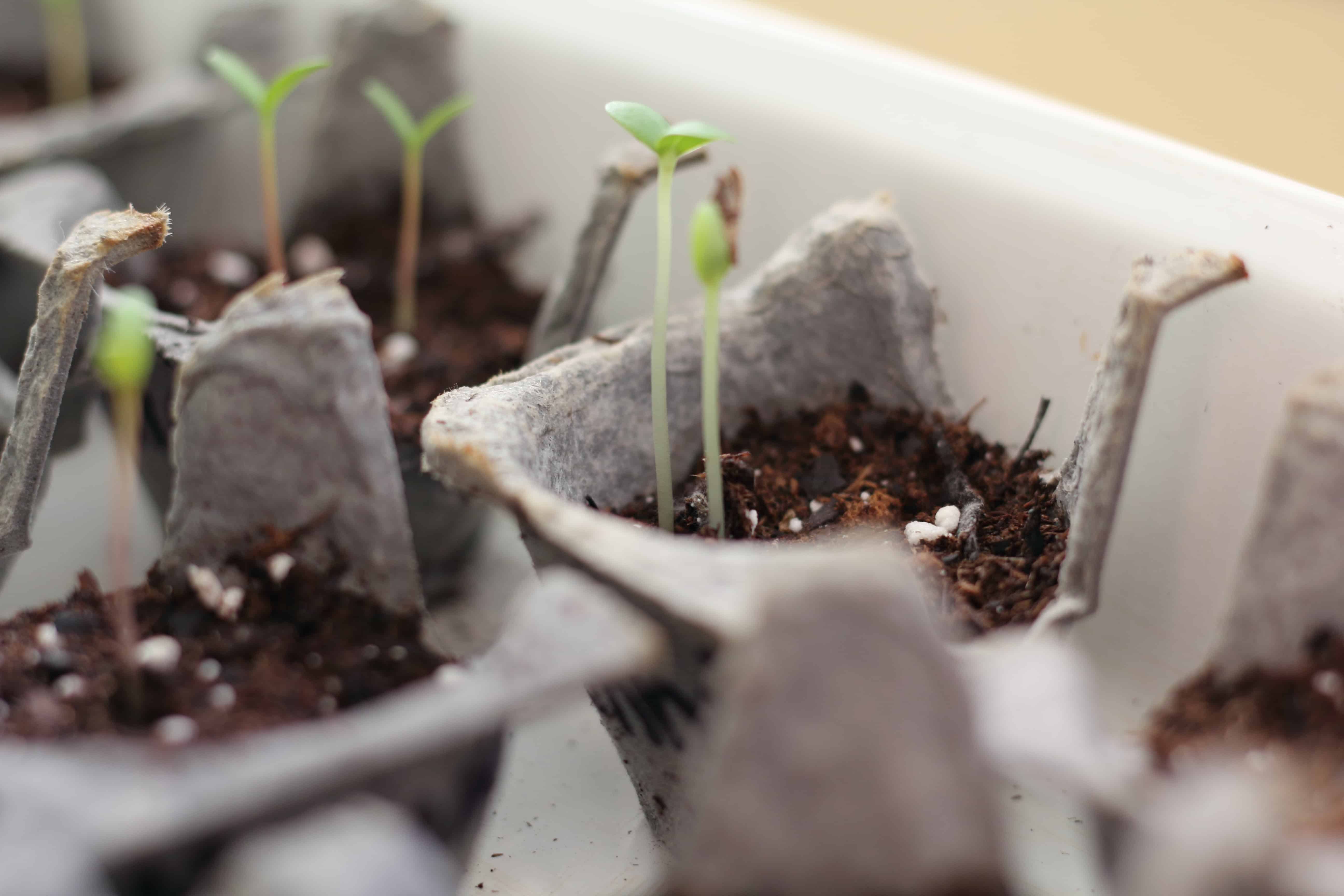 Easy Egg Carton Seed Starters The Kitchen Garten