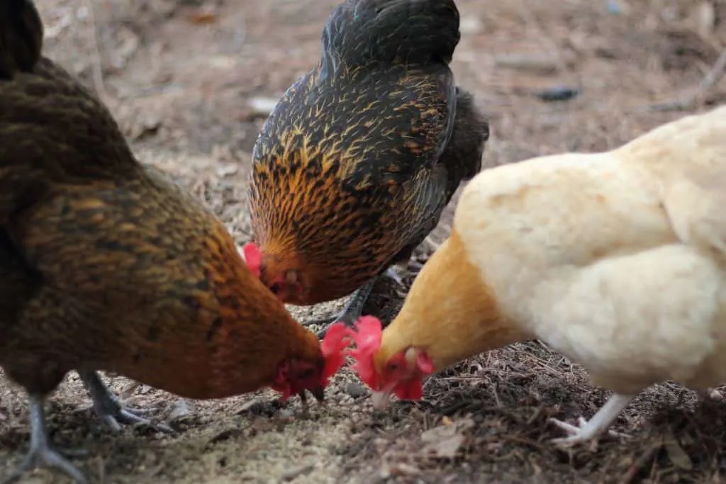 Chicken Sitting and Cute Coops The Kitchen Garten