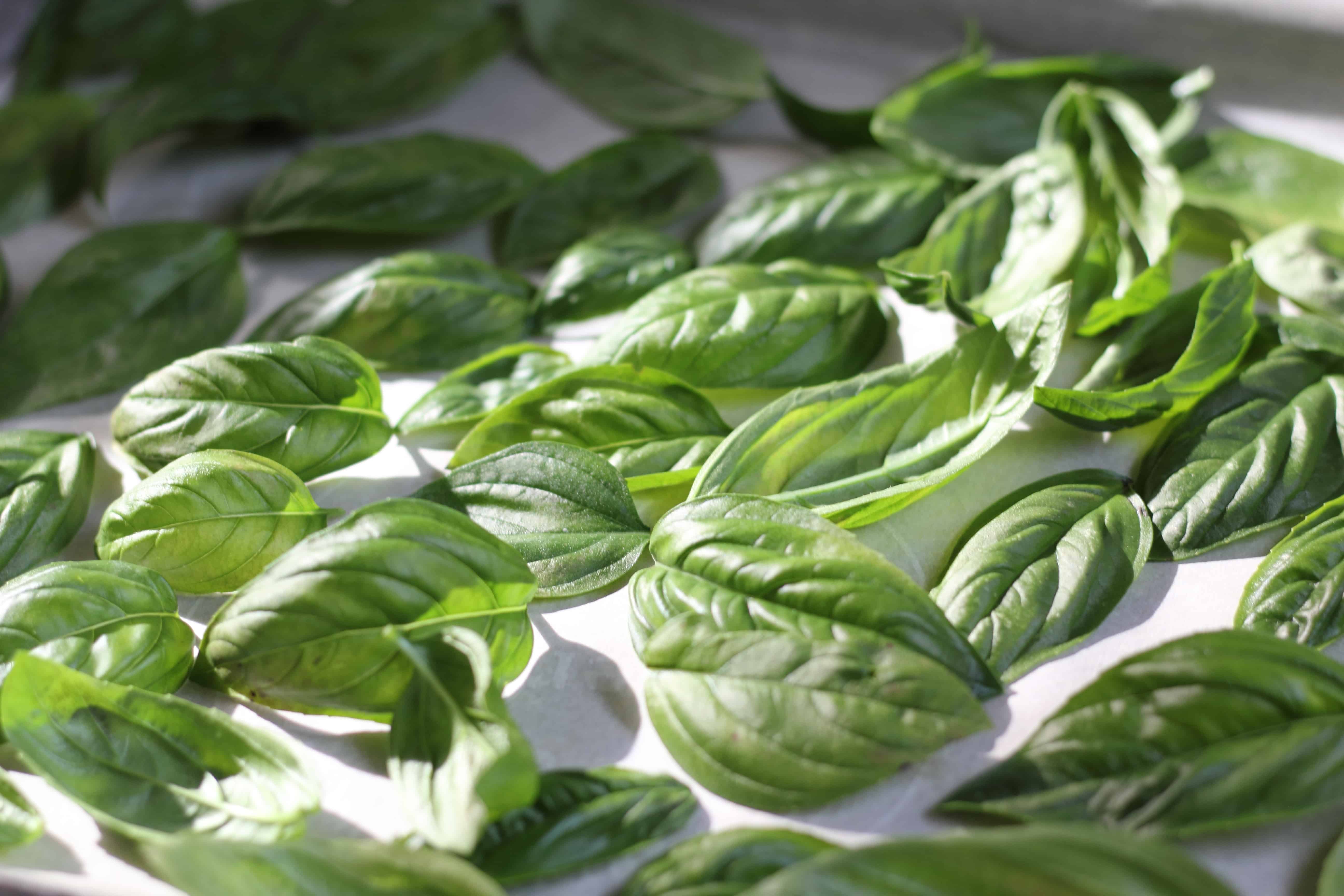 How to Dry Fresh Basil in the OvenThe Kitchen Garten