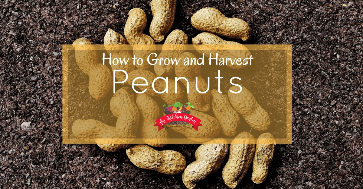 How to Grow and Harvest Peanuts The Kitchen Garten