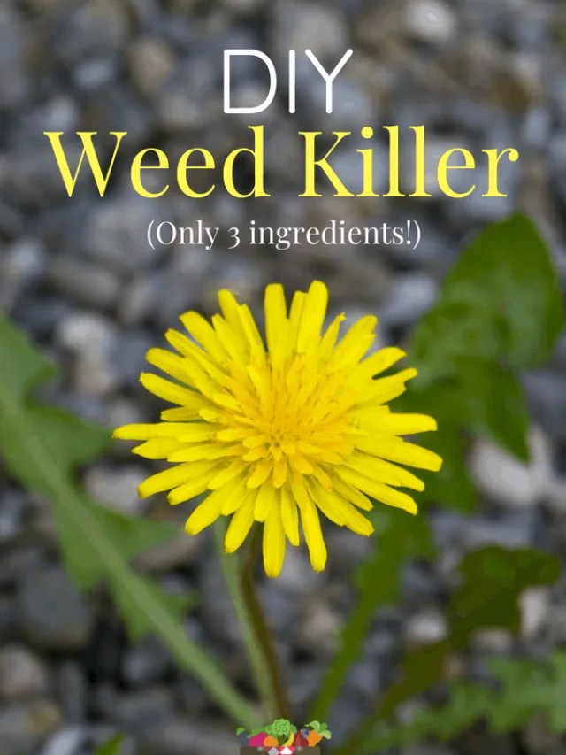 Easy Homemade Weed Killer The Kitchen Garten