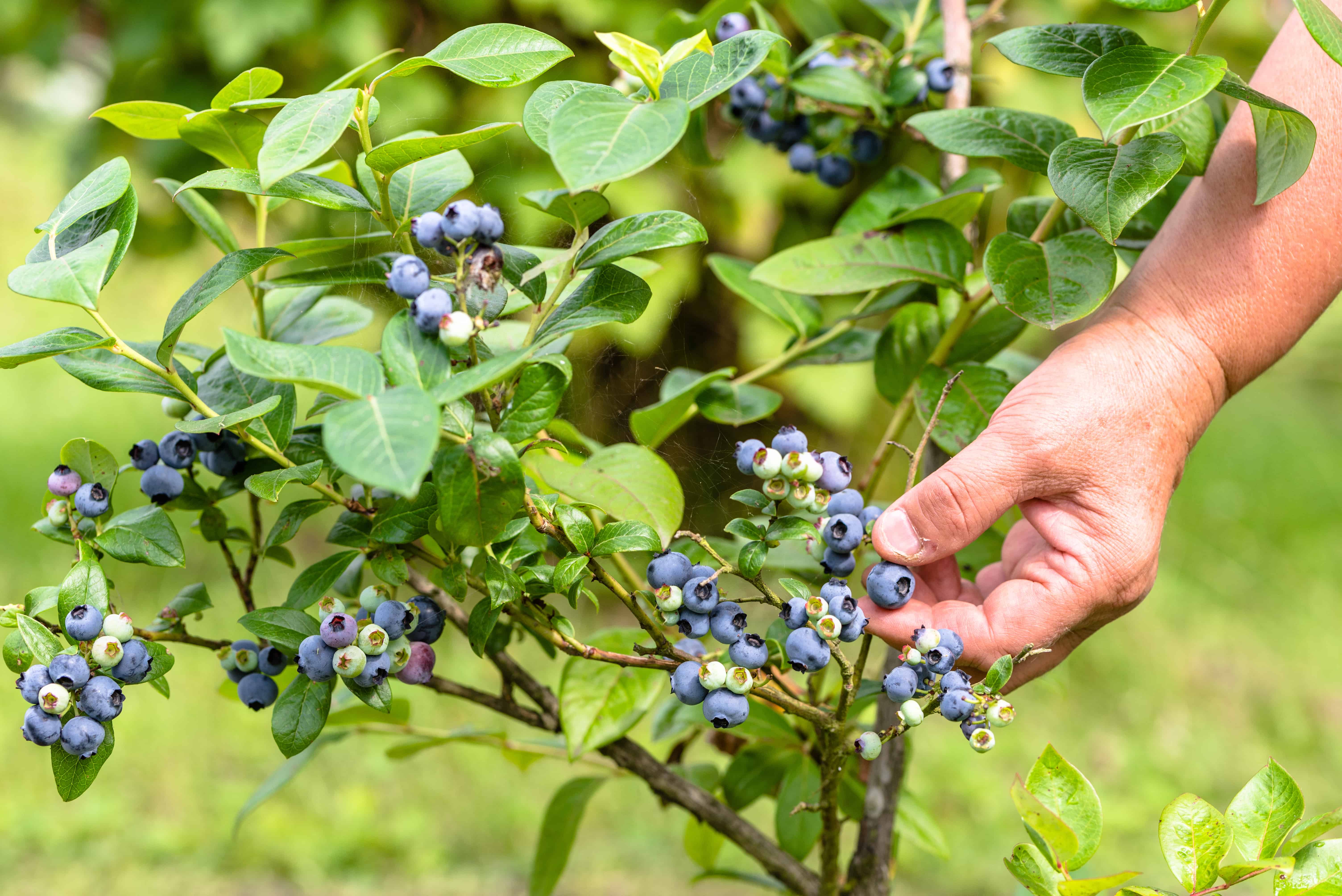 How to Grow Blueberries in Containers The Kitchen Garten