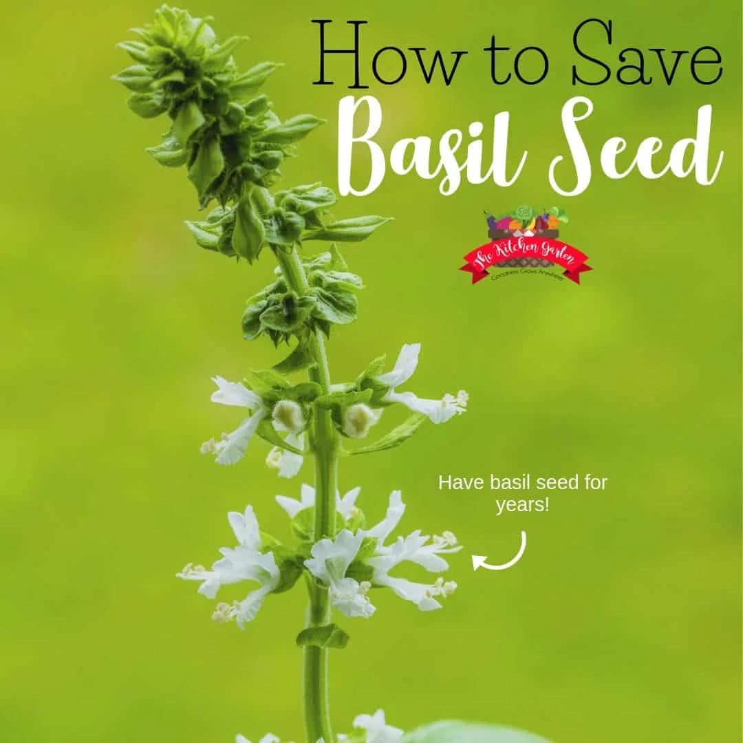 How to Save Basil Seed - The Kitchen Garten