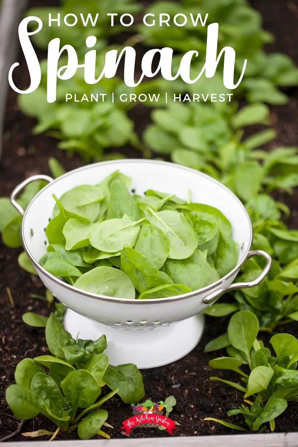 How to Plant Grow and Harvest Spinach at Home The Kitchen Garten