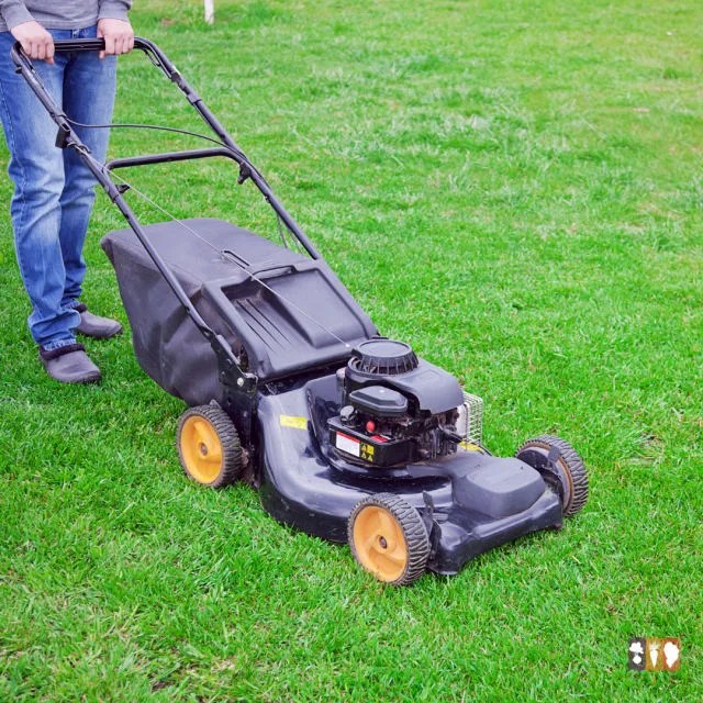 8 Tips for a Weed Free Flower Bed The Kitchen Garten