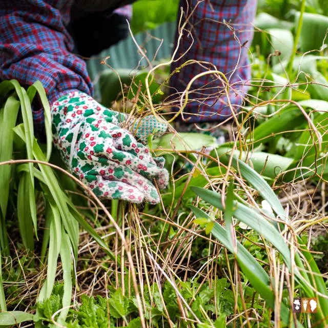 8 Tips for a Weed Free Flower Bed The Kitchen Garten