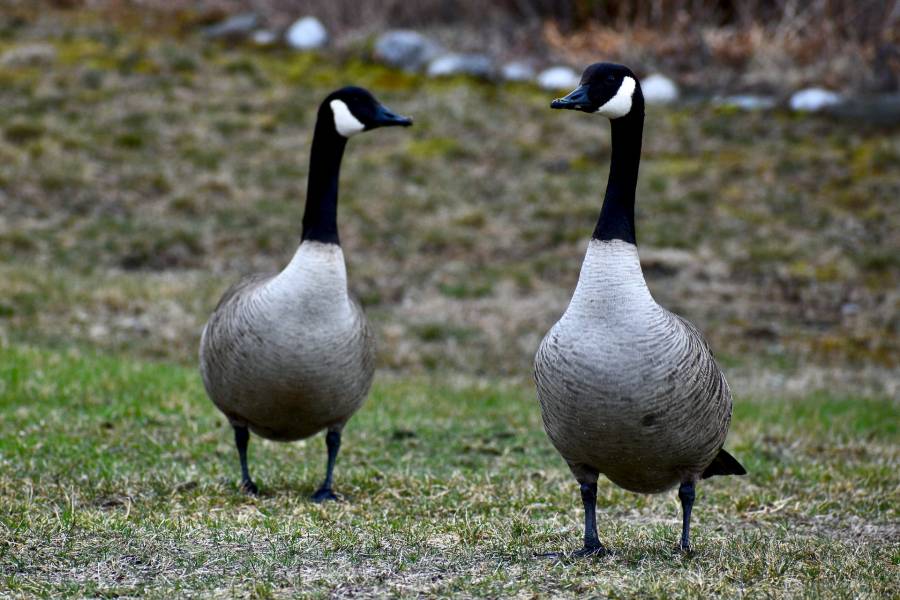 How To Cook A Canadian Goose Full Guide The Kitchen Pro Tech