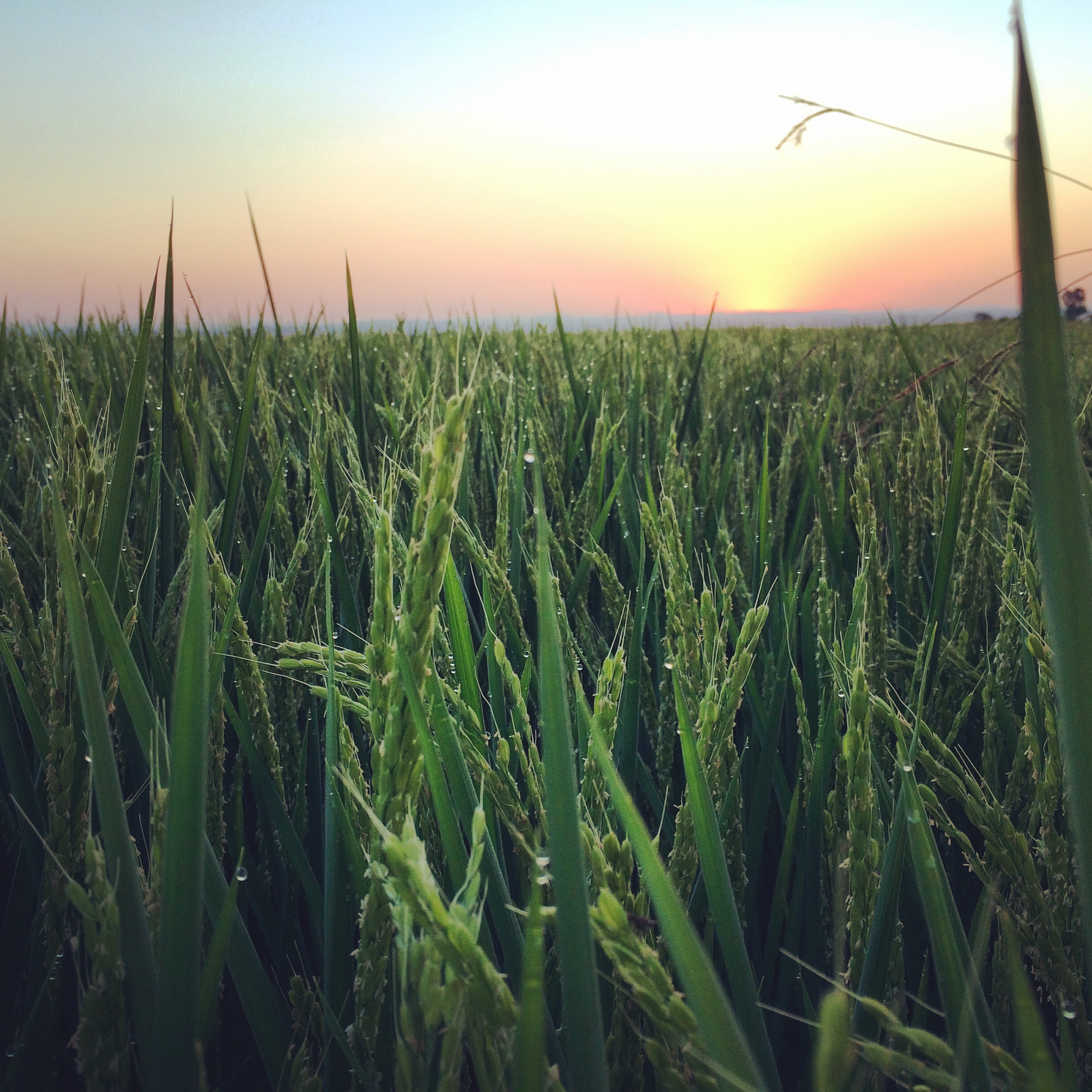 The Kitchen California Rice From Field to Fork
