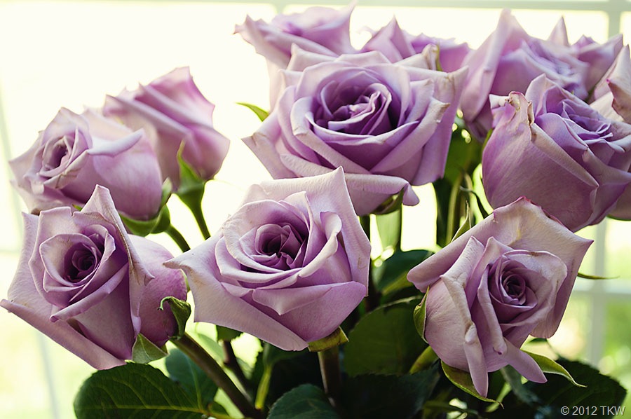 Lavender Love Cooking and Recipes Before It's News