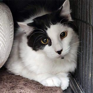 The Kitty Beautiful: A Cat Cafe (Downtown Orlando)
