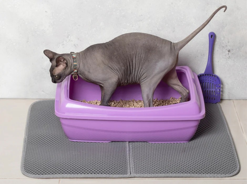 Tired of Litter Everywhere? 9 Tips to End Cat Litter Tracking!