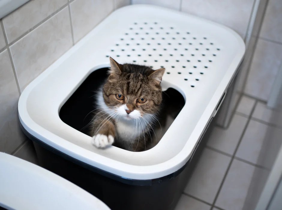 Tired of Litter Everywhere? 9 Tips to End Cat Litter Tracking!