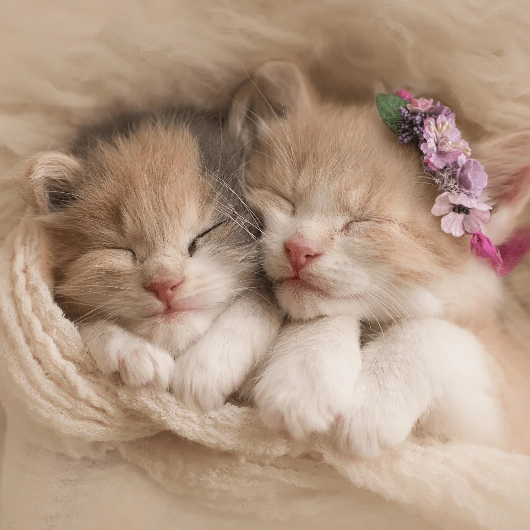 When do cats stop growing? BreedSpecific Growth Table