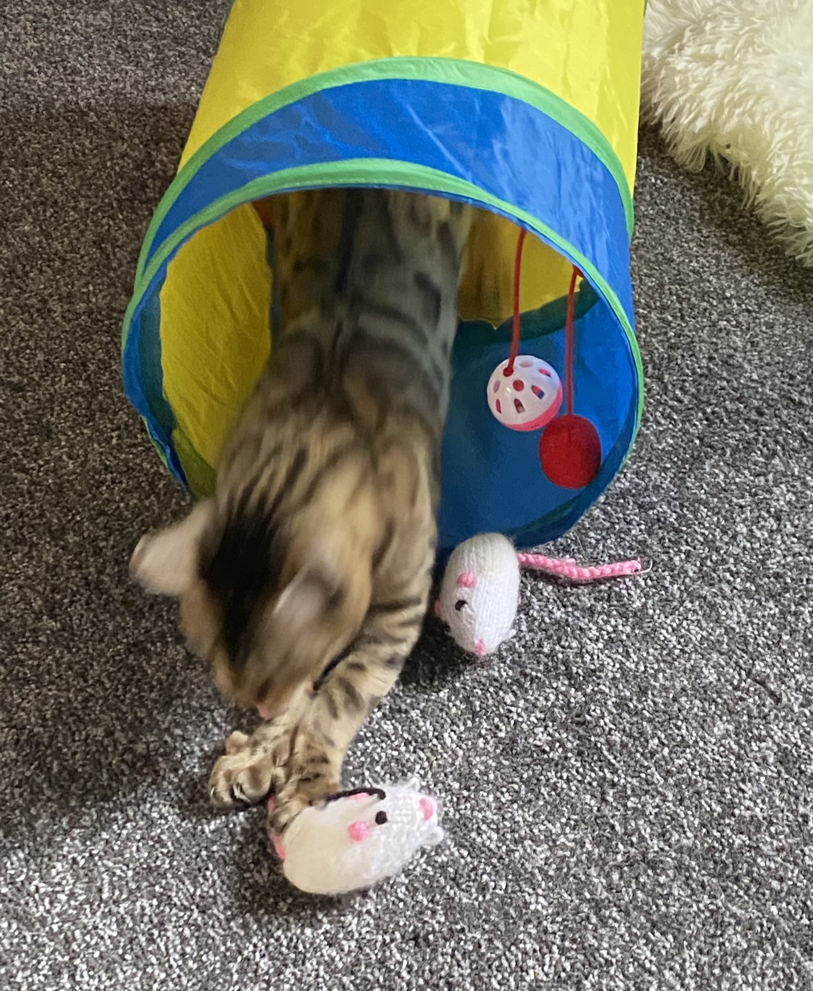 Best Knitting Patterns for Cats The Knitting Times