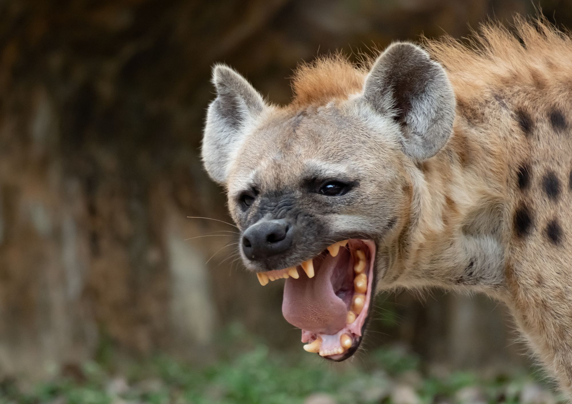Unveiling the Fascinating Facts About Hyenas The Kosher Safari