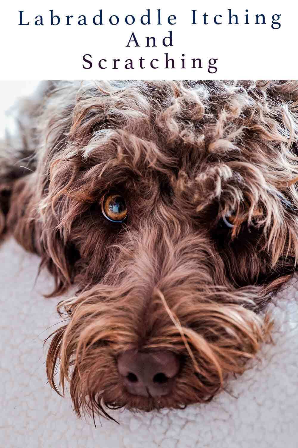 Labradoodle Itching And Scratching Causes and Cures