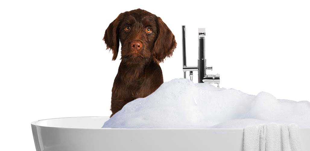 Why Does My Dog Hate Baths?