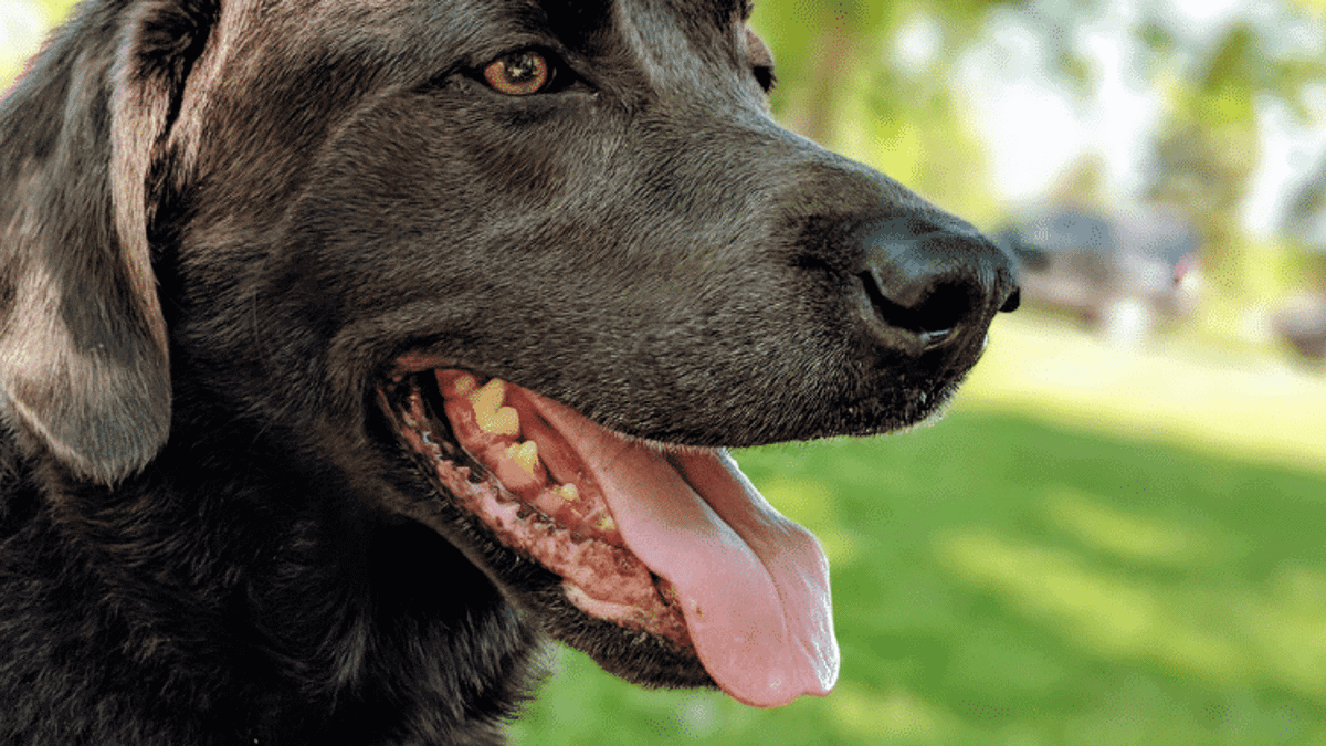 Labrador Excessive Panting After Exercise 12 Causes