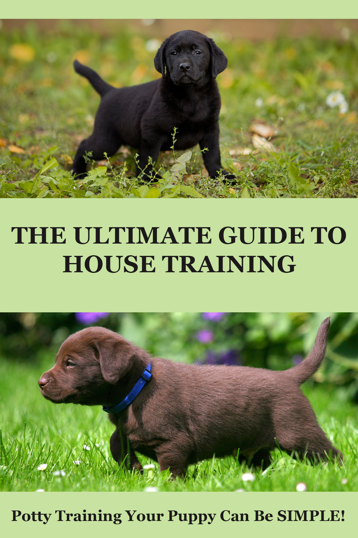 How To Potty Train A Puppy A Complete Guide From The